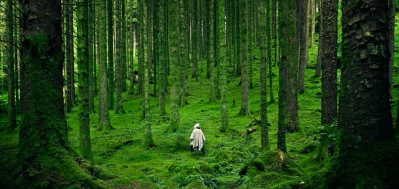 FOCUS. Ripartire dalla natura: un’opzione presente per adattarsi al clima futuro