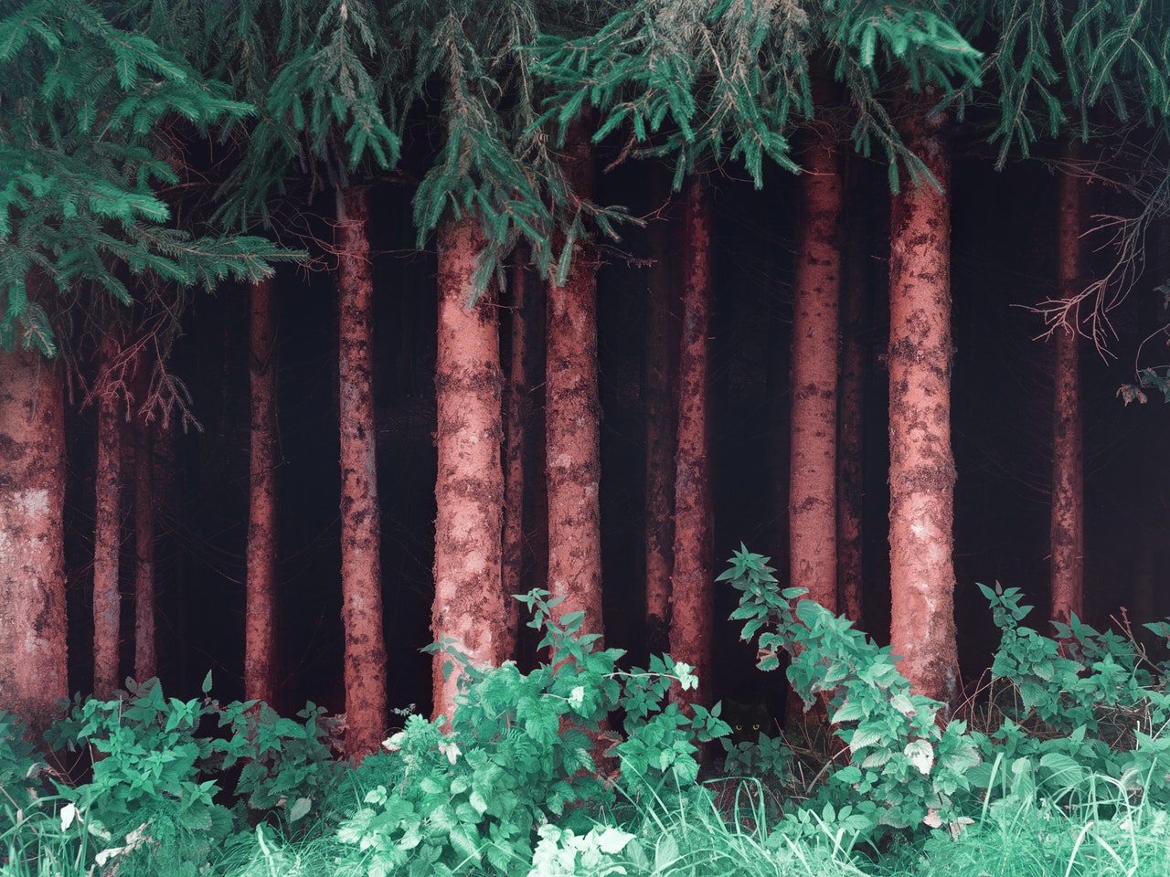 Piantare mille miliardi di alberi: si può fare? E sarebbe risolutivo? Piantare mille miliardi di alberi: si può fare? E sarebbe risolutivo?