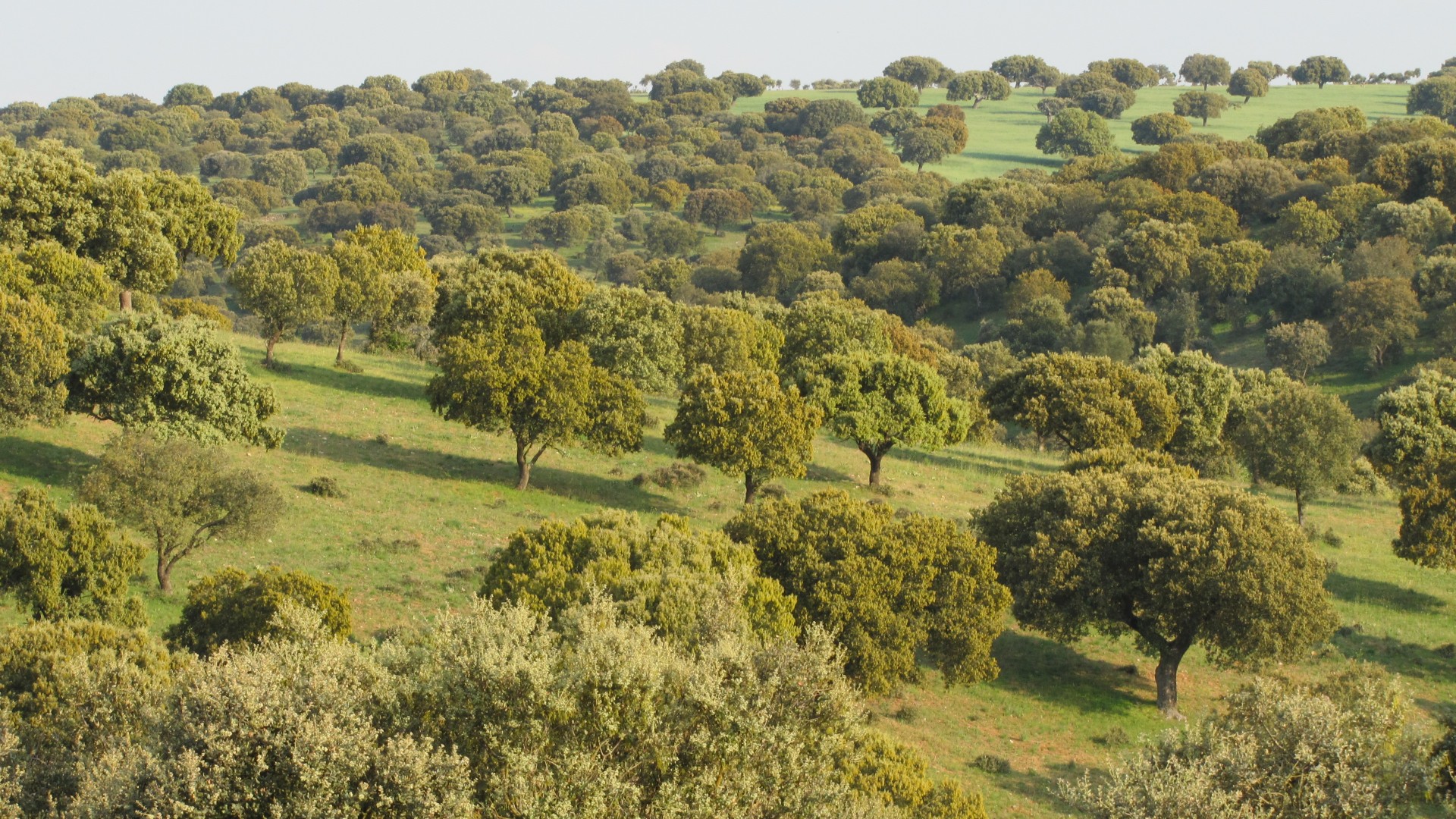 Foreste del Mediterraneo, uno scrigno di biodiversità da proteggere Foreste del Mediterraneo
