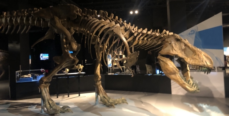La specie umana si estinguerà come i dinosauri? L’asteroide potremmo essere noi