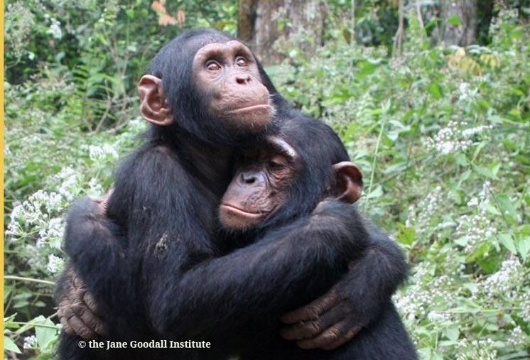 Conoscere per salvare: appuntamenti quotidiani - del Jane Goodall institute
