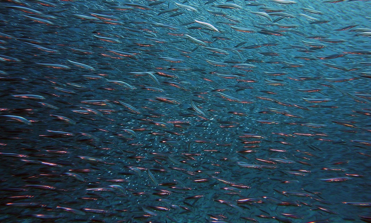 Fish dependence day: in 7 mesi consumato lo stock ittico di un anno