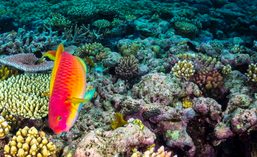 Great Barrier Reef Report: barriera corallina in crisi, bisogna agire ora Great Barrier Reef Report: barriera corallina in crisi