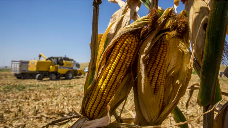 I cambiamenti climatici minacciano il futuro del settore agricolo europeo
