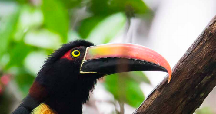 Wwf: è necessario un accordo globale per la tutela della biodiversità