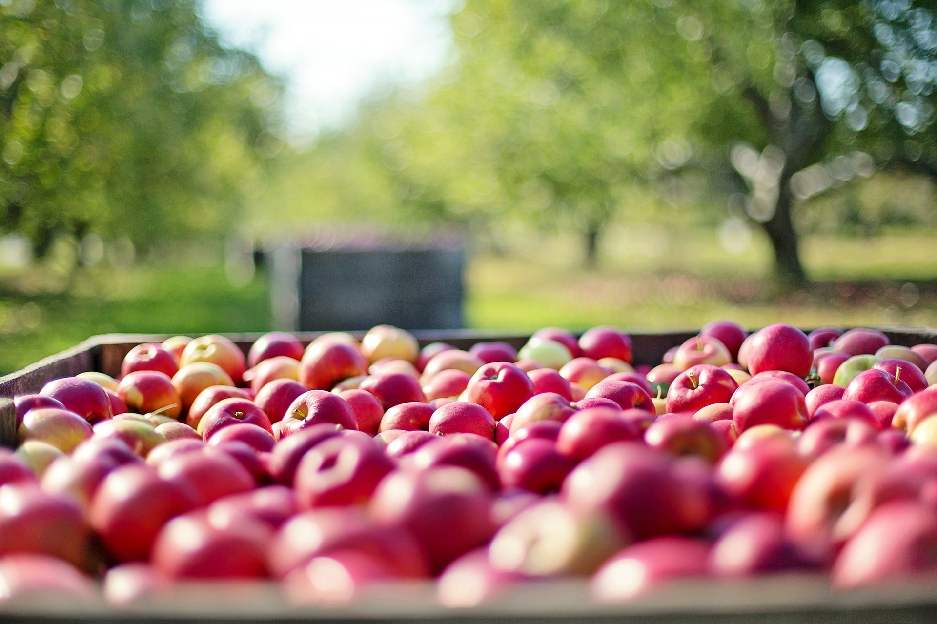 Il mondo è fuori strada su molti SDGs relativi all’agricoltura e all’alimentazione Il mondo è fuori strada su molti SDGs relativi all’agricoltura e all’alimentazione