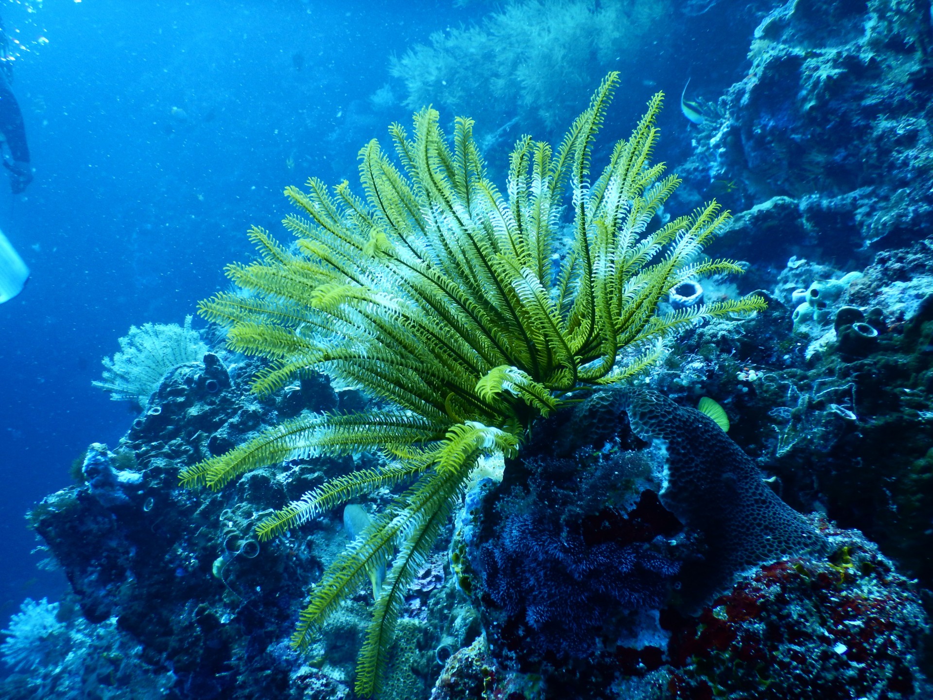La biodiversità a rischio: gli obiettivi di Aichi non saranno raggiunti entro il 2020 La biodiversità a rischio: gli obiettivi di Aichi non saranno raggiunti entro il 2020
