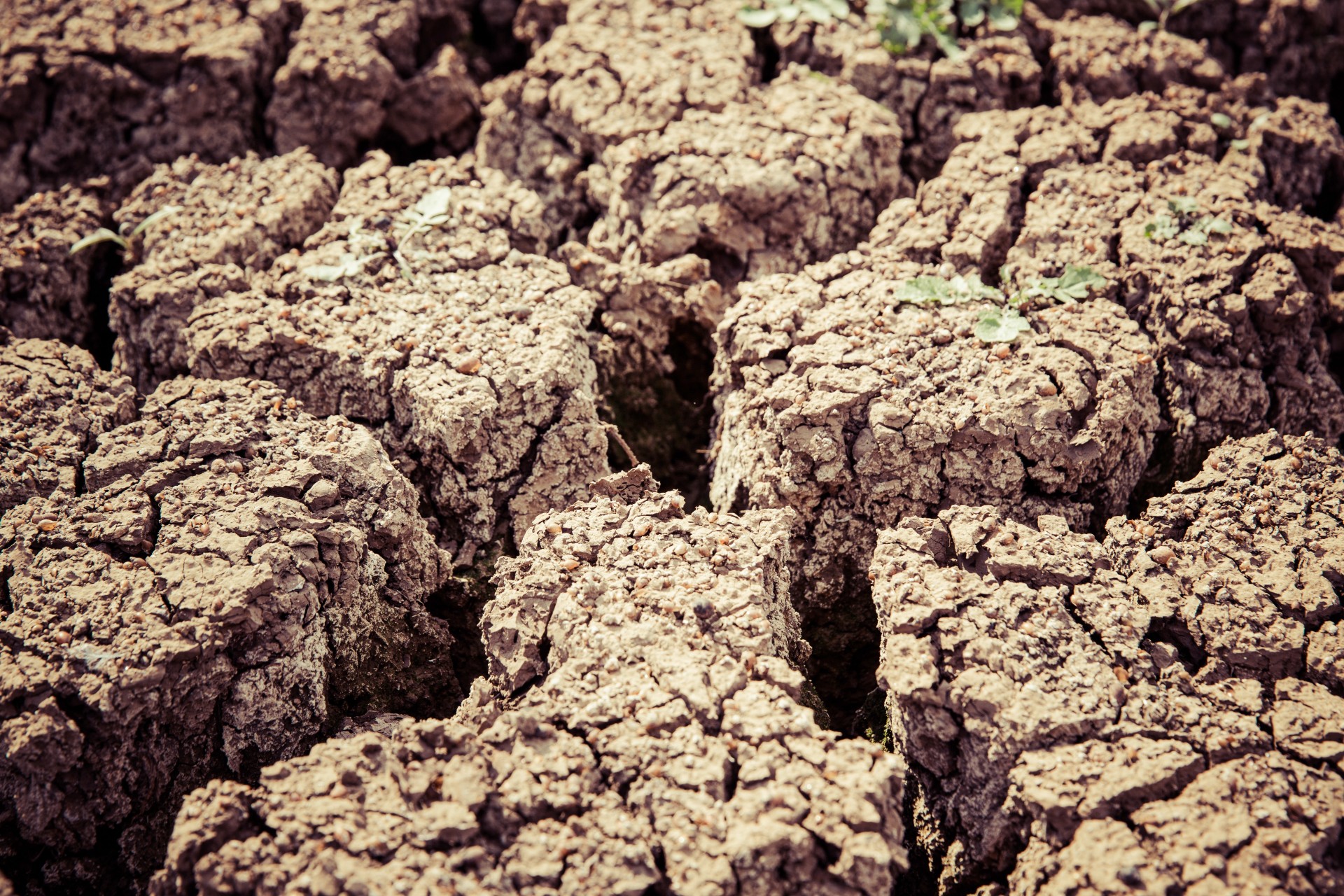 Y Combinator: creare un “unicorno” per combattere il cambiamento climatico Y Combinator: creare un “unicorno” per combattere il cambiamento climatico