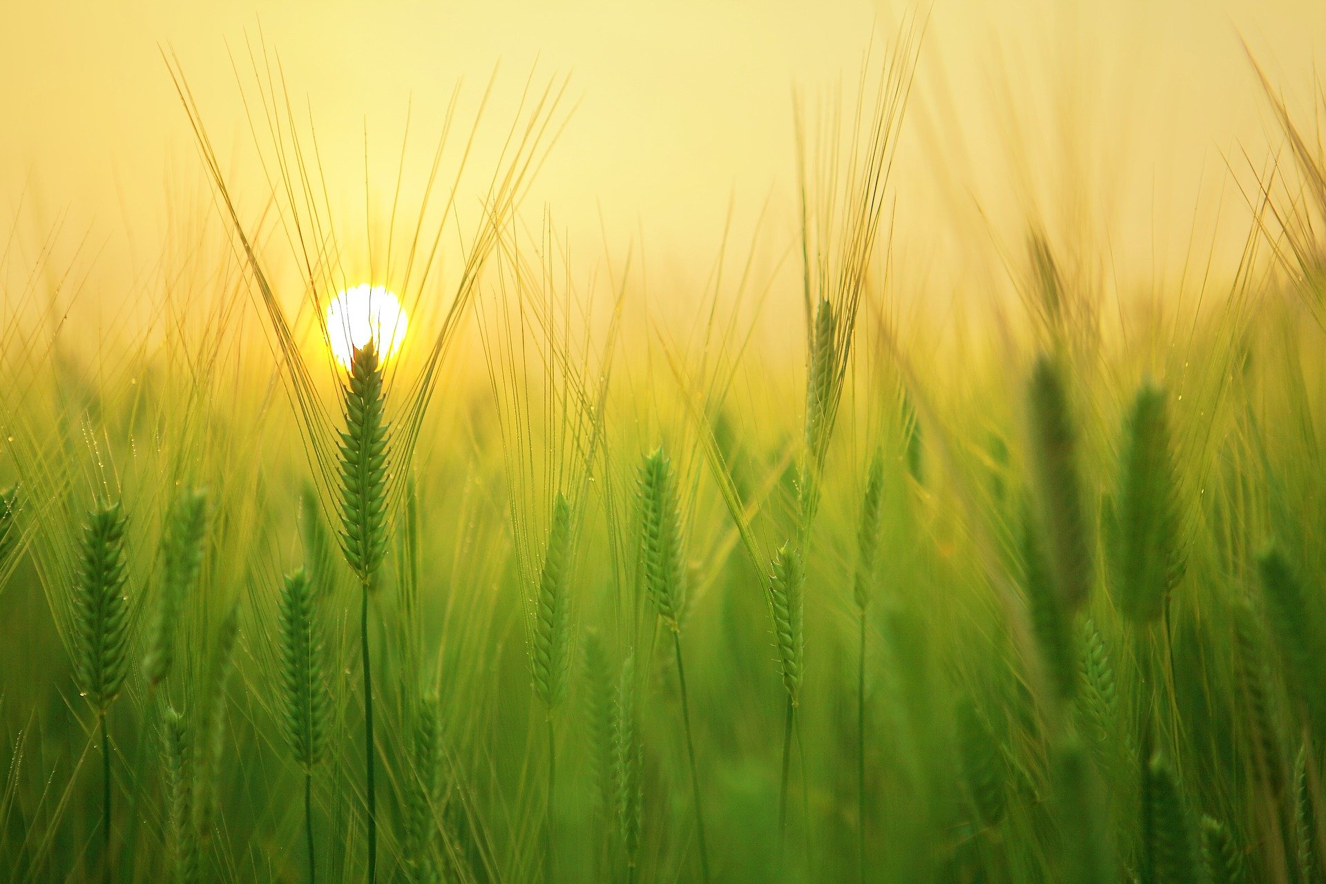 Pnrr e nuova Pac per accelerare la transizione del settore agricolo nazionale Pnrr e nuova Pac per accelerare la transizione del settore agricolo nazionale