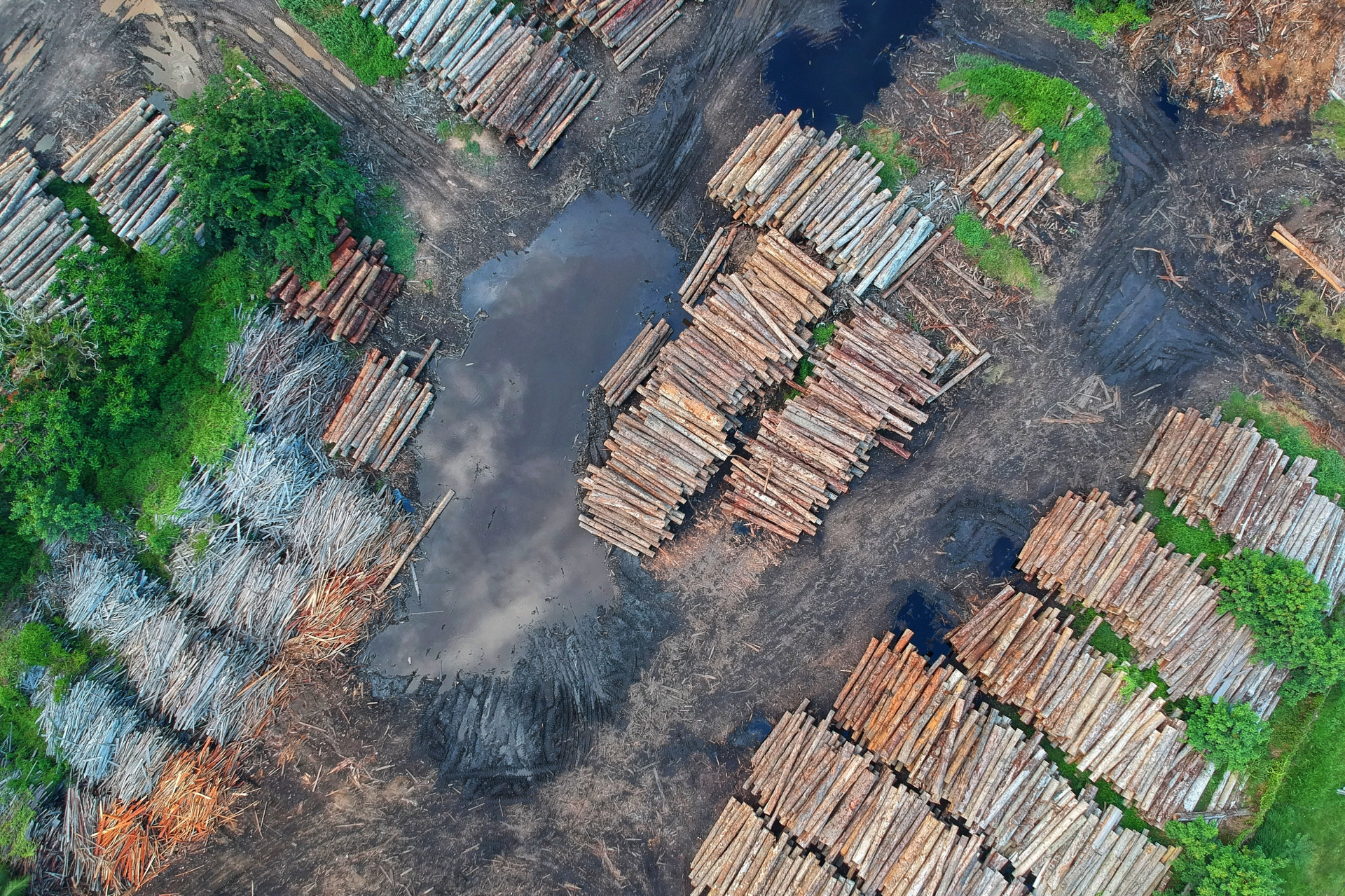 Rapporto Fao: rallenta la deforestazione ma non in Africa e Sudamerica