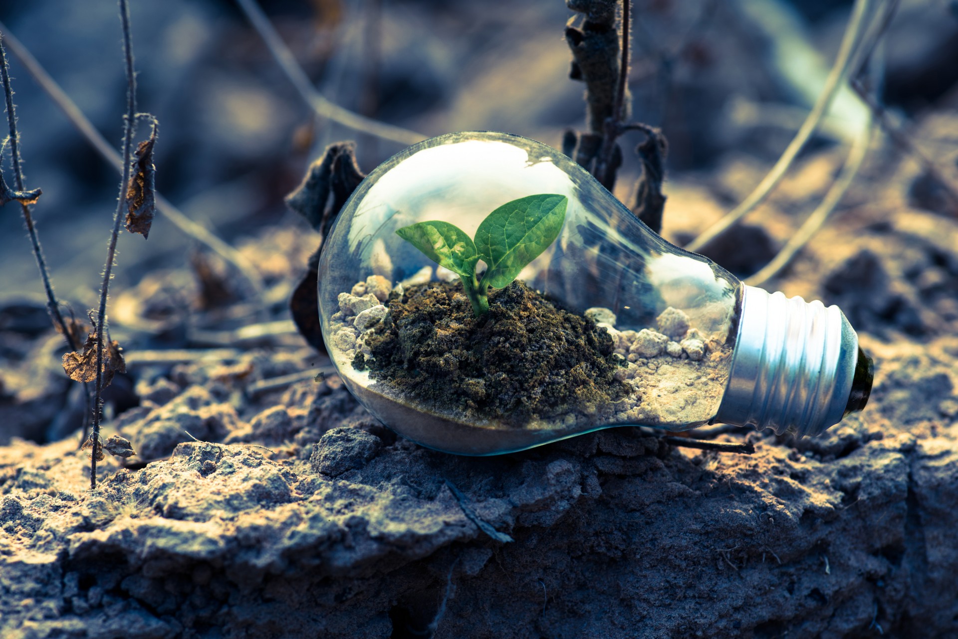QUESTA SETTIMANA: Tra nostalgia e trappole del greenwashing