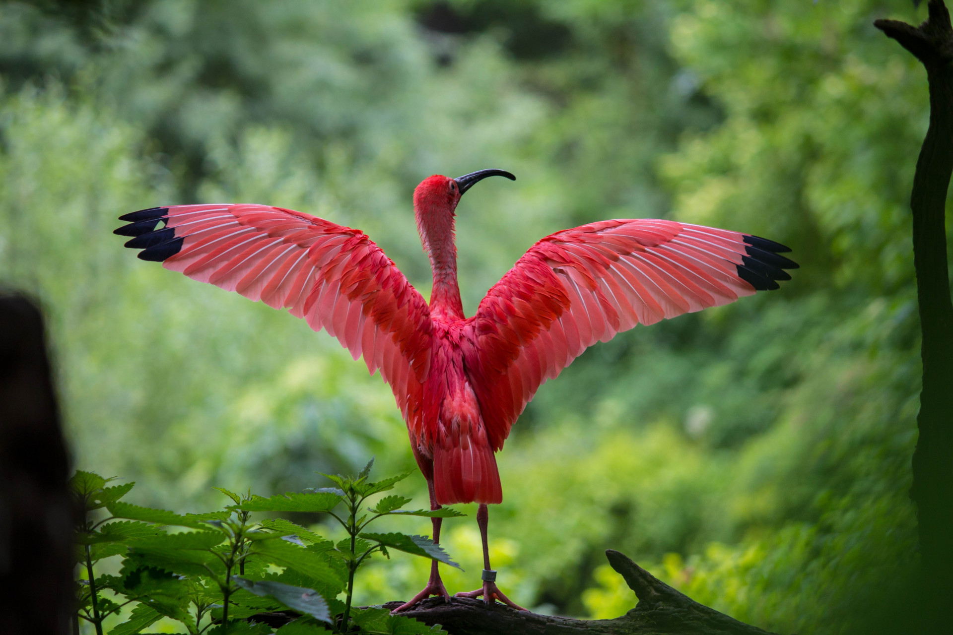 La prima stesura del piano globale per la biodiversità non tutela tutte le specie La prima stesura del piano globale per la biodiversità non tutela tutte le specie
