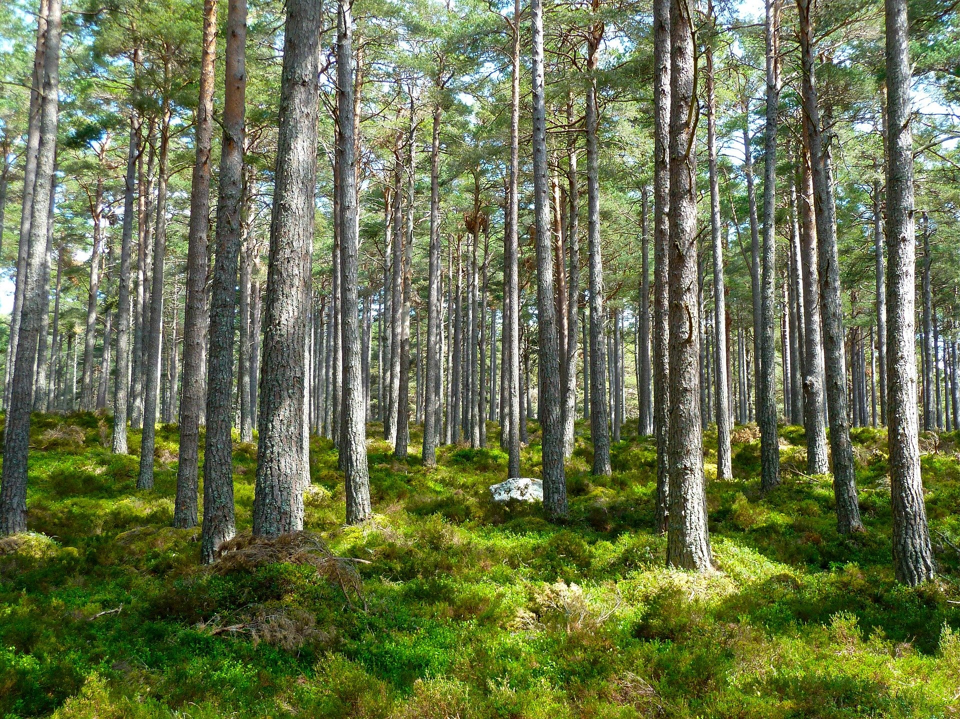 Il contributo del settore forestale agli Obiettivi di sviluppo sostenibile