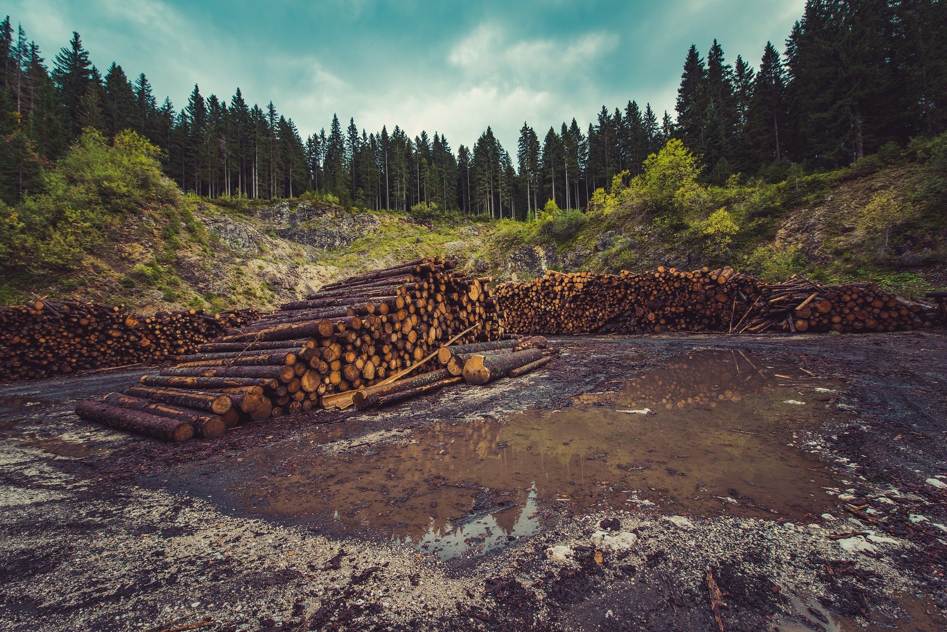 L’Europa importa un terzo dei prodotti agricoli associati alla deforestazione L’Europa importa un terzo dei prodotti agricoli associati alla deforestazione
