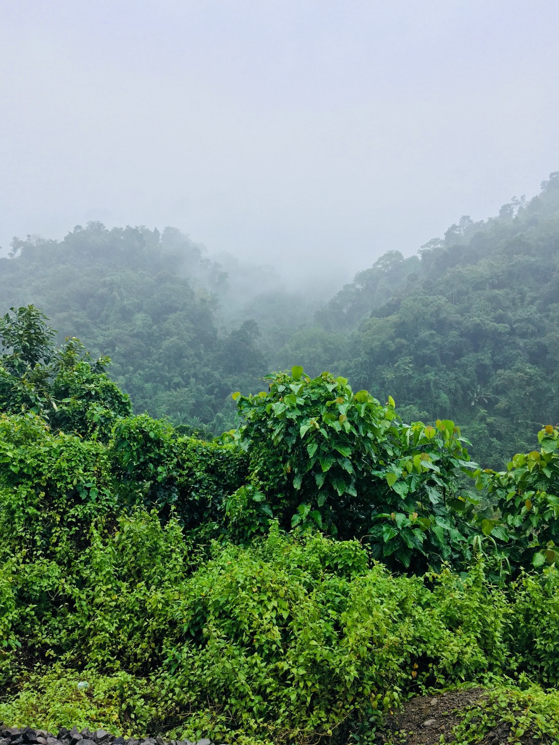 Foreste tropicali in affanno, assorbono sempre meno anidride carbonica Foreste tropicali in affanno