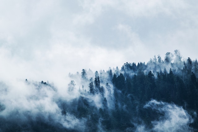 Europa centrale: l’ondata di calore del 2018 la peggiore di sempre per le foreste Europa centrale: l’ondata di calore del 2018 la peggiore di sempre per le foreste