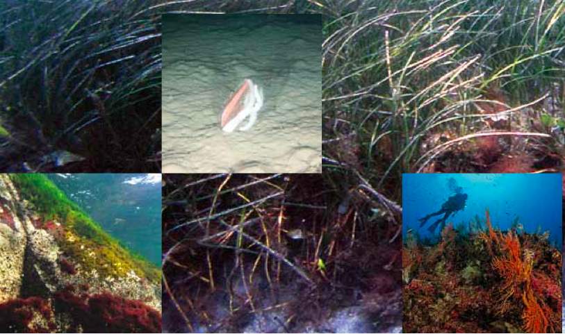 Gli shock negli habitat marini intaccano le riserve ittiche Gli shock negli habitat marini intaccano le riserve ittiche