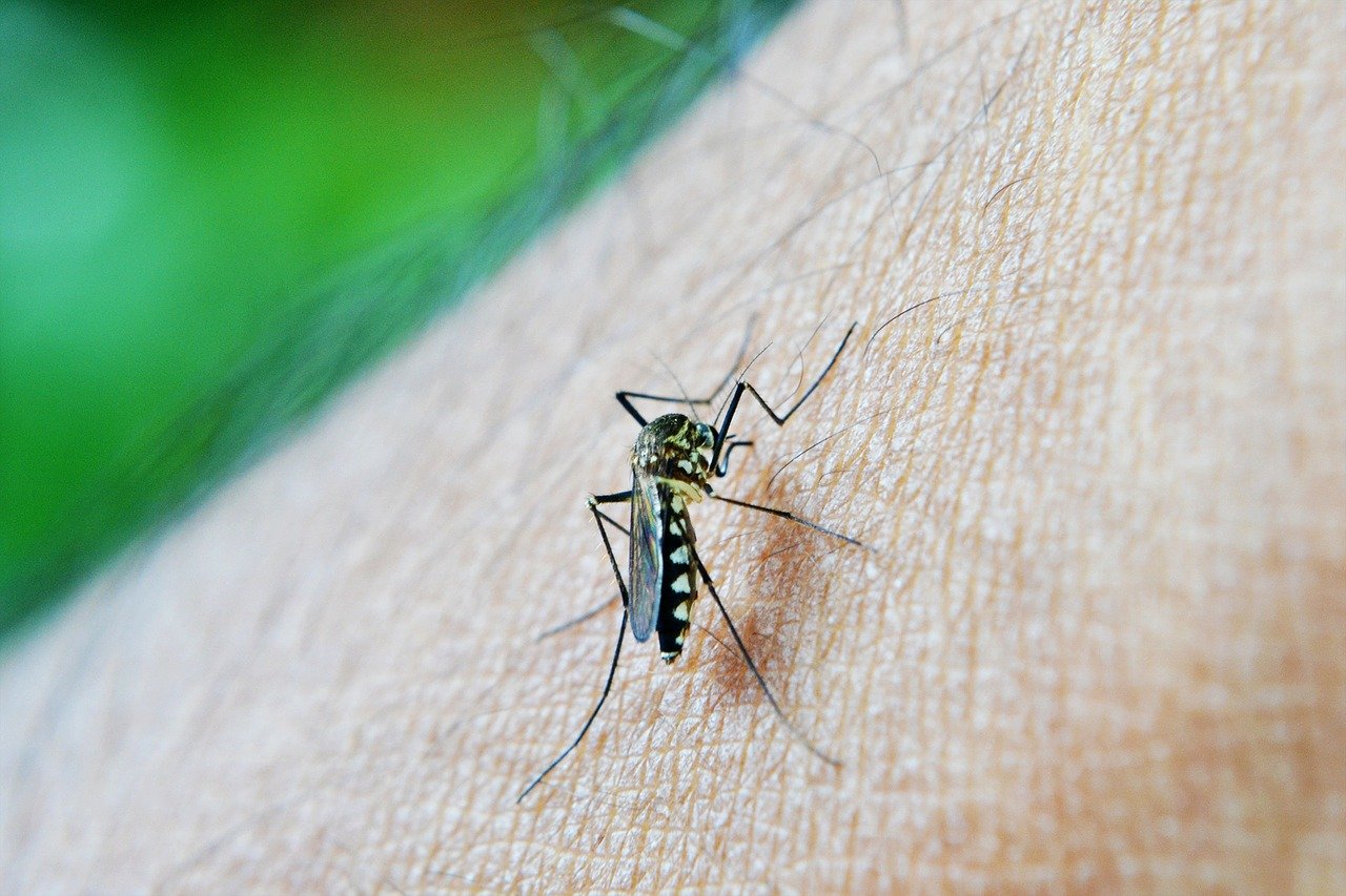 Oms: la pandemia rischia di portare la lotta alla malaria indietro di vent’anni