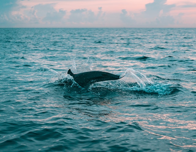 Allarme biodiversità: sono 31 le specie estinte