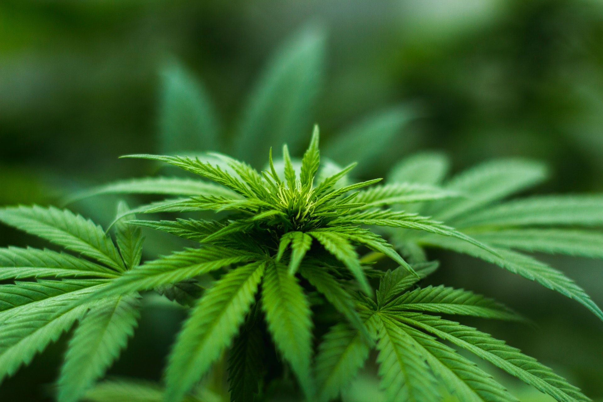 Canapa sativa: una coltivazione antica per il riscatto della Terra dei Fuochi Canapa sativa: una coltivazione antica per il riscatto della Terra dei Fuochi