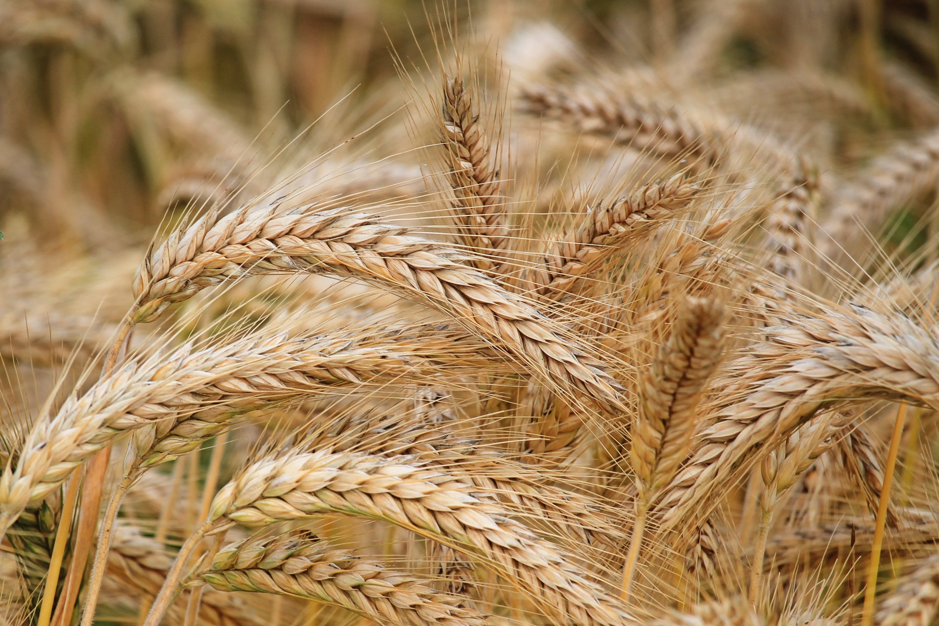 Pac: #CambiamoAgricoltura presenta il proprio Manifesto