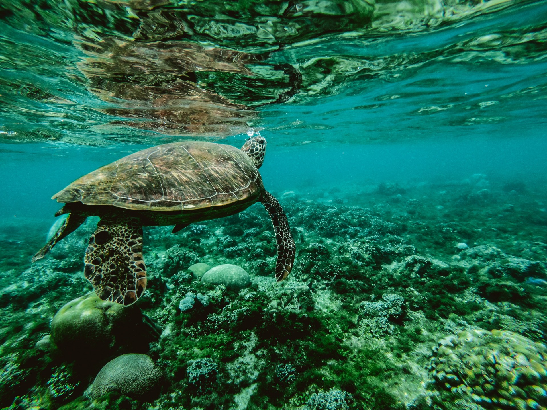 Oceani: il 2019 è l’anno più caldo mai registrato