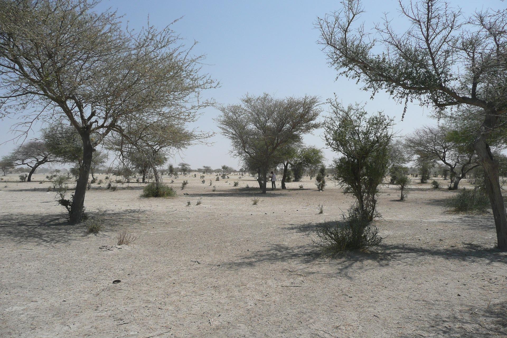 Cop desertificazione: “un mld di ettari degradati da ripristinare entro il 2030” Cop desertificazione: “un mld di ettari degradati da ripristinare entro il 2030”