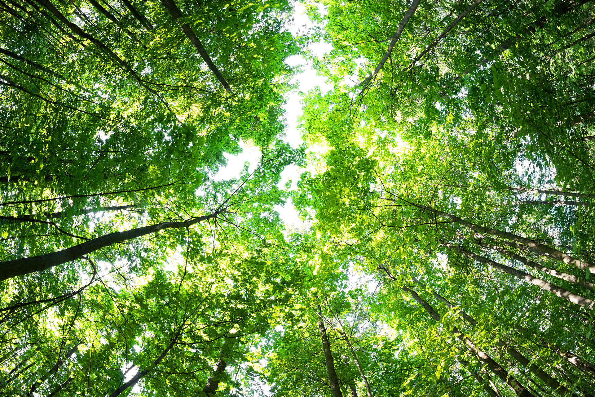 Addio a magnolie, querce e aceri: il 30% degli alberi al mondo rischia l’estinzione Al via il Master executive in Eco-social welfare