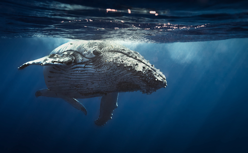 Balene, bocciata ancora una volta la nuova riserva protetta per i giganti del mare Balene