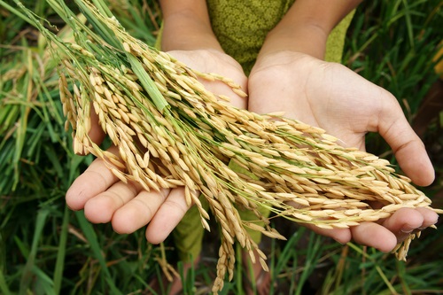 Da gennaio in Europa nuove norme per agricoltura e sviluppo rurale Non solo più risorse: per la sicurezza alimentare potenziare i partenariati