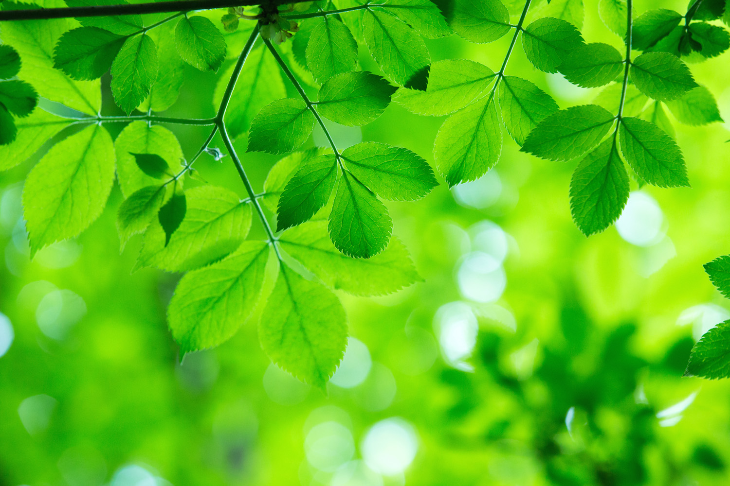 Le soluzioni basate sulla natura aumentano la resilienza ai cambiamenti climatici Le soluzioni basate sulla natura aumentano la resilienza ai cambiamenti climatici