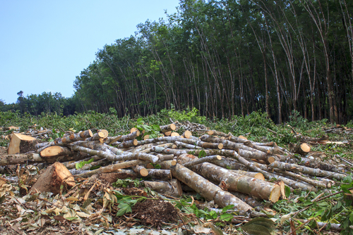 La deforestazione globale non si arresta, uno studio ne mostra le cause principali La deforestazione globale non si arresta