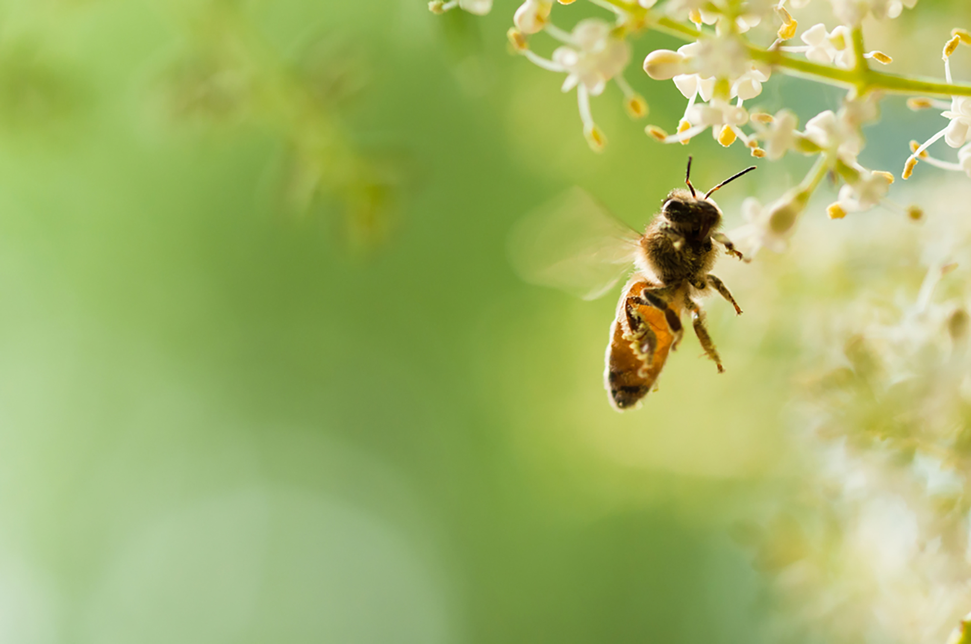 Living planet report: in 50 anni persi i due terzi della fauna selvatica mondiale