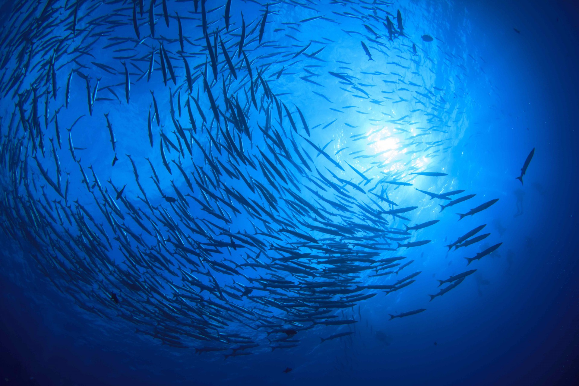 Contro mercato illegale pesca, da Tokyo meeting su trasparenza e sostenibilità Contro mercato illegale pesca