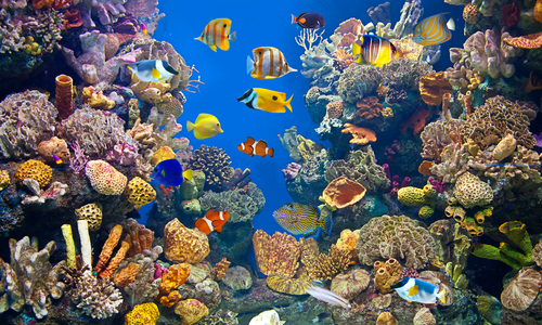 Biodiversità marina: arriva la Roadmap 2.0 per oceani puliti