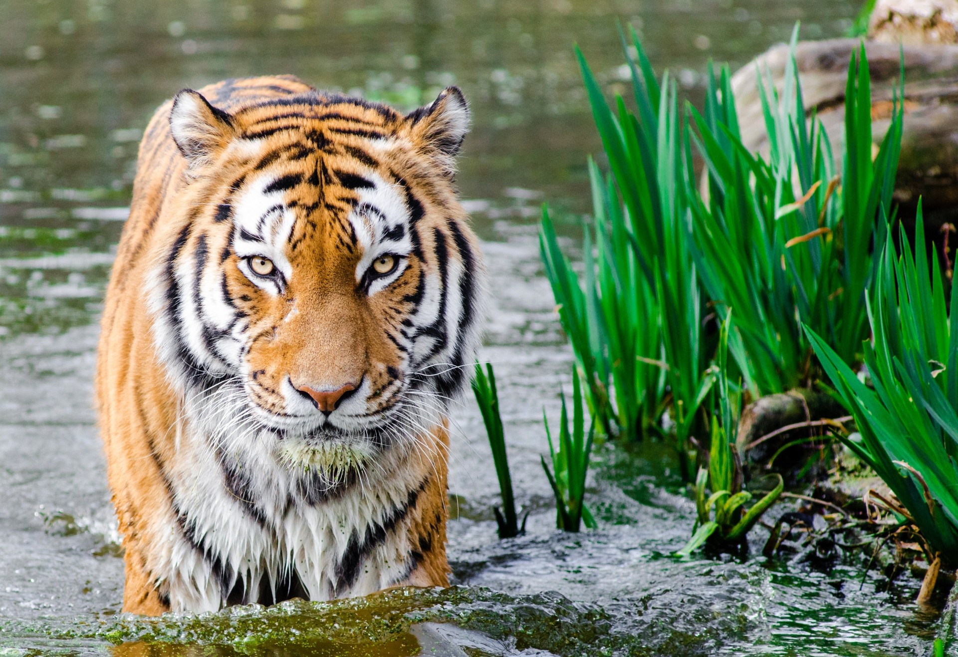 Ipbes: un milione di specie a rischio estinzione Ipbes: un milione di specie a rischio estinzione