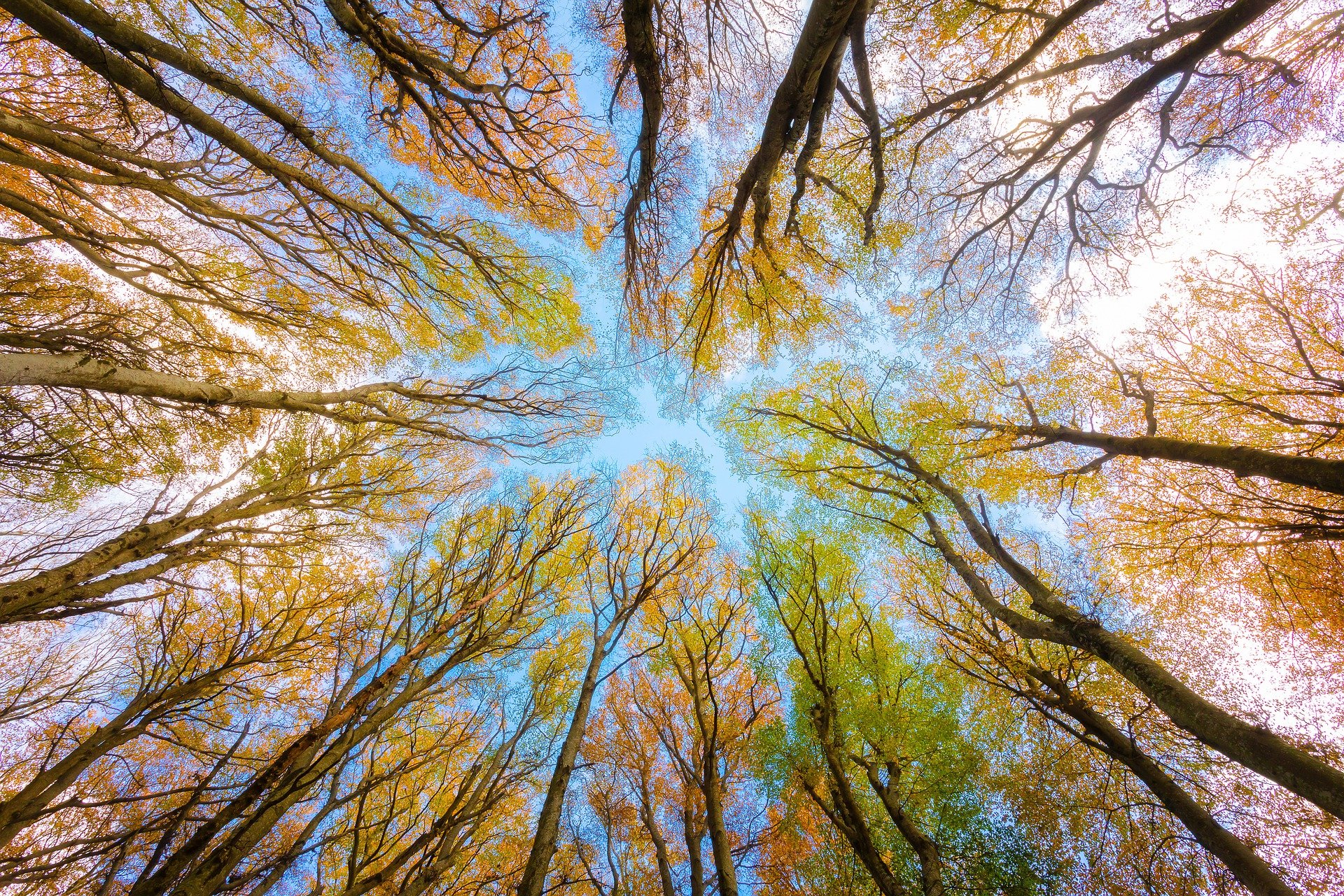FOCUS. Il futuro della biodiversità, dall’antropocentrismo all’ecocentrismo FOCUS. Il futuro della biodiversità