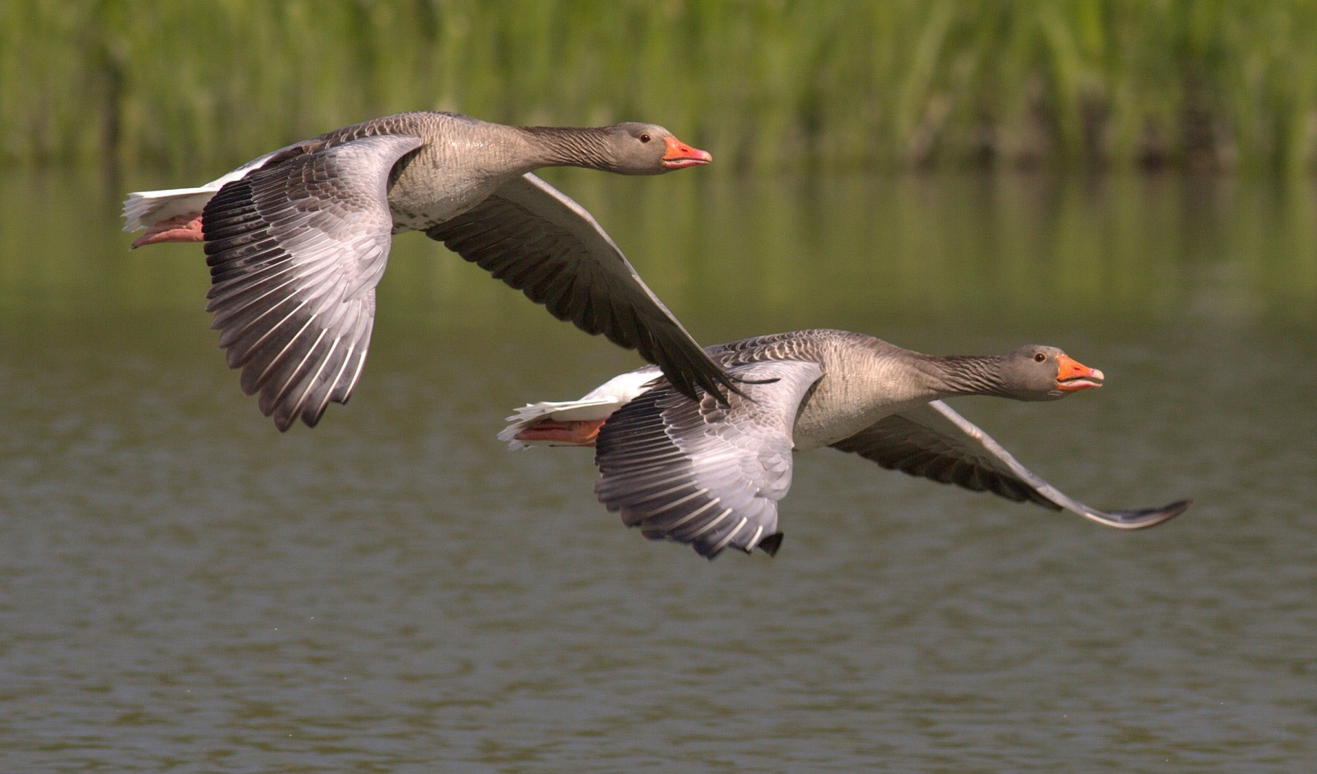 Il declino delle specie migratrici: a rischio tre su quattro, Onu lancia l’allarme Il declino delle specie migratrici: a rischio tre su quattro